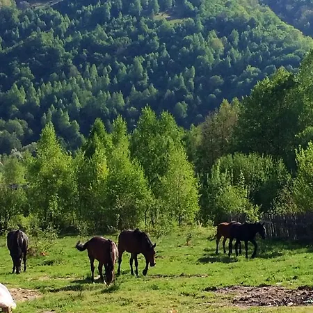 Pensjonat Carla Poiana Mărului